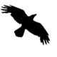 Data Crow logo